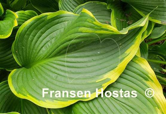 Hosta Hollywood Doppelganger